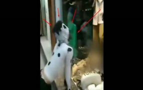 دو فرد با پوشش و گریم سگ دستگیر شدند