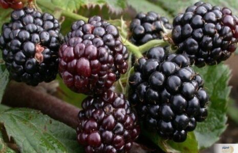 میوه ای برای کاهش ضعف و سستی شاتوت