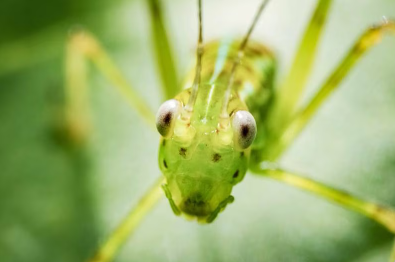 10 عکس جذاب جهان در 48 ساعت گذشته یک ملخ در San Jose ، کاستاریکا، امریکای مرکزی