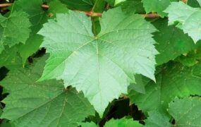 17 خاصیت بی نظیر برای برگ انگور