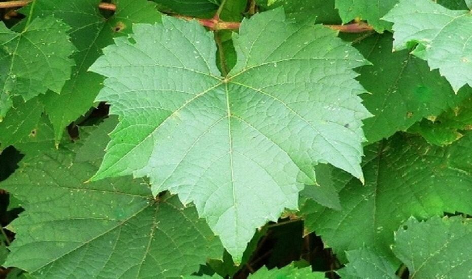 17 خاصیت بی نظیر برای برگ انگور