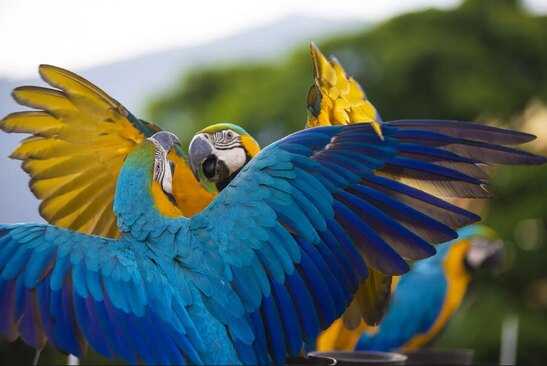 طوطی های شهر کاراکاس ونزوئلا