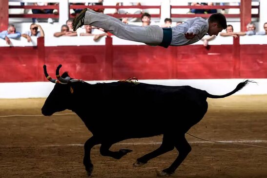 گاو بازی در جنوب فرانسه