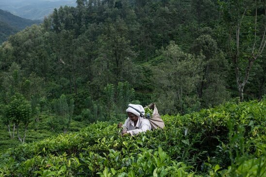 برداشت برگ سبز چای از یک مرزعه در سریلانکا