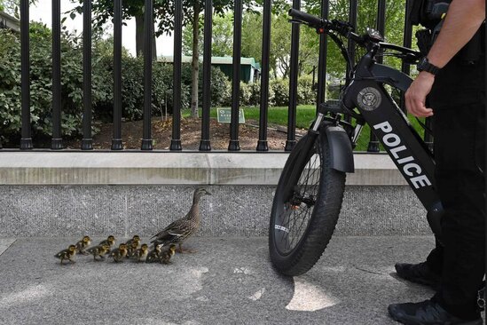 عبور یک اردک مادر و کاروان جوجه هایش ا