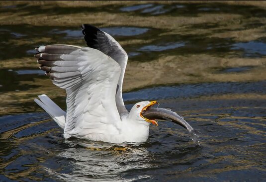  مرغ ماهیخواردریاچه وان ترکیه