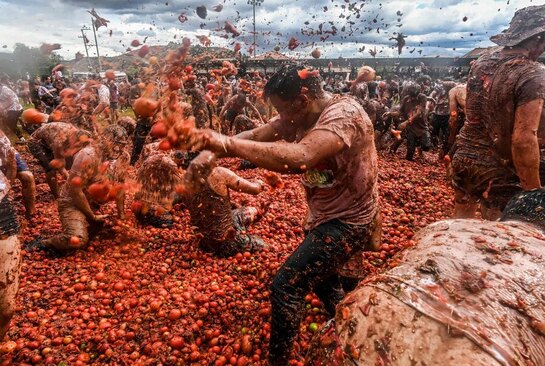 برگزاری جشنواره جنگ گوجه