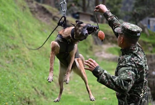 دیدنی های امروز؛ از آتش زدن بانک لبنانی تا زمین خوردن پادشاه نروژ یک نیروی ارتش کلمبیا در حال آموزش دادن به یک سگ