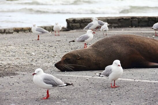دیدنی های امروز؛ از آتش زدن بانک لبنانی تا زمین خوردن پادشاه نروژ ساحل "کایکورو" نیوزیلند
