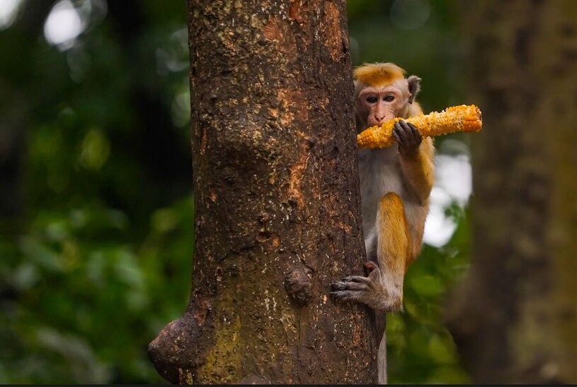 یک میمون در حال خوردن ذرت شیرین