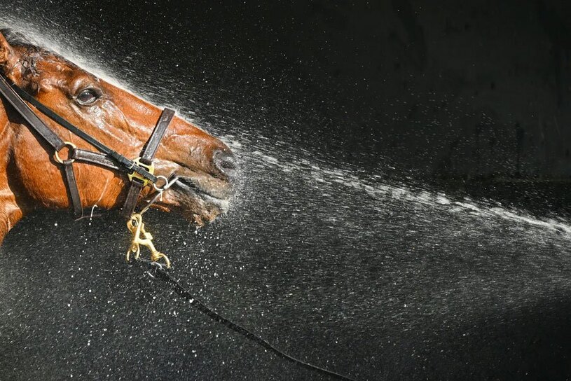 شستشوی یک اسب پس از شرکت در مسابقات اسب سواری