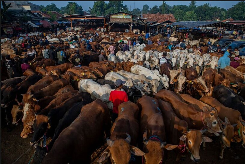 بازار فروش احشام در جاوه غربی