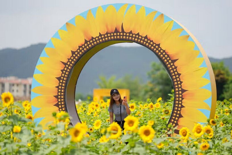 یک مزرعه گل آفتابگردان 