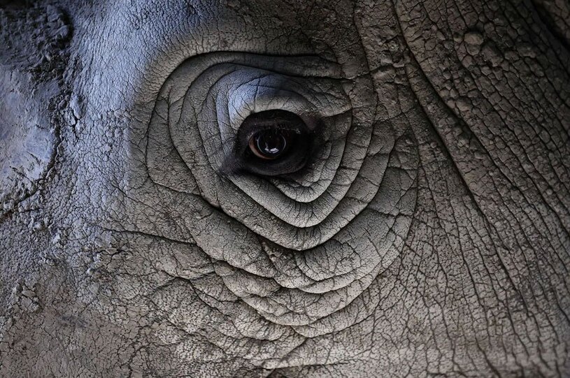 دیدنی های امروز؛ از جشنواره ارواح تا روز جهانی فولکس های قورباغه ای نمایی از صورت یک کرگدن سفید