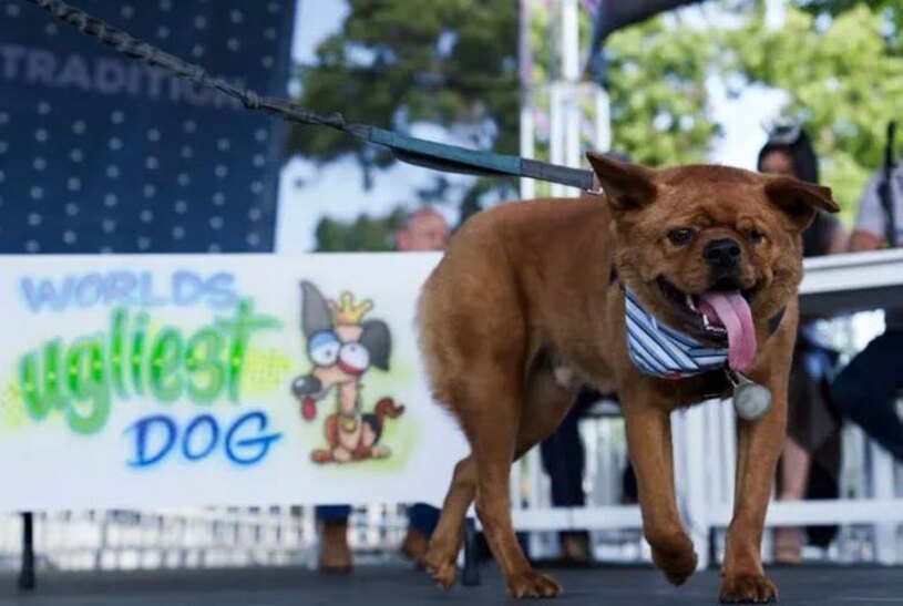 دیدنی های امروز؛ از جشنواره ارواح تا روز جهانی فولکس های قورباغه ای نامزدهای مسابقه زشت ترین سگ جهان