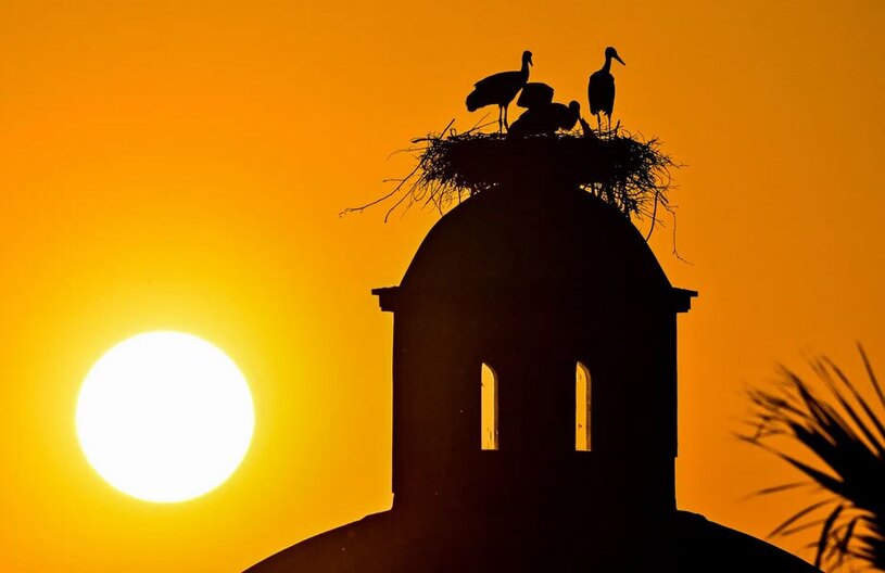 لانه سازی لک لک ها 