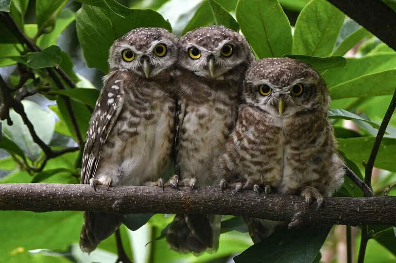 دیدنی های امروز؛ از مراسم عرفه تا سفر تام کروز به امارات جغدهای روی درخت در شهر کاتماندو نپال