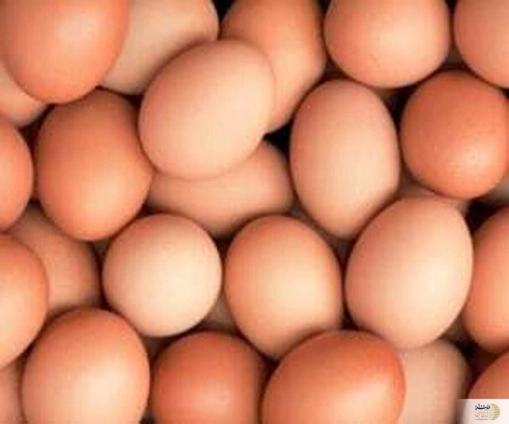 تخم مرغ