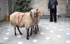 دام عید قربان