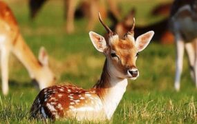 صدای ناله بچه آهوی گرفتار در تور دروازه فوتبال