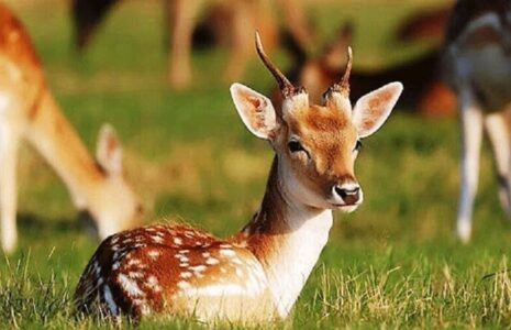 صدای ناله بچه آهوی گرفتار در تور دروازه فوتبال