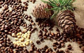 فواید چلغوز
