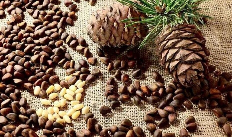فواید چلغوز