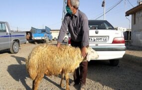 قیمت دام زنده عید قربان