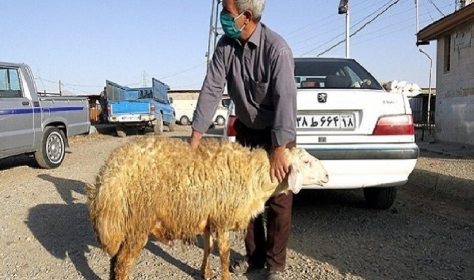 قیمت دام زنده عید قربان