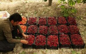 قیمت گیلاس