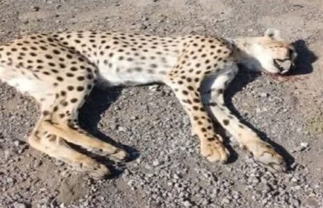 مرگ یوزپلنگ در تصادف جاده سبزوار