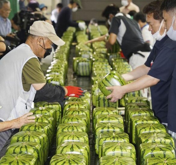 دیدنی های امروز؛ از اوضاع امنیتی فرانسه تا هندوانه ژاپنی هندوانه های مکعبی