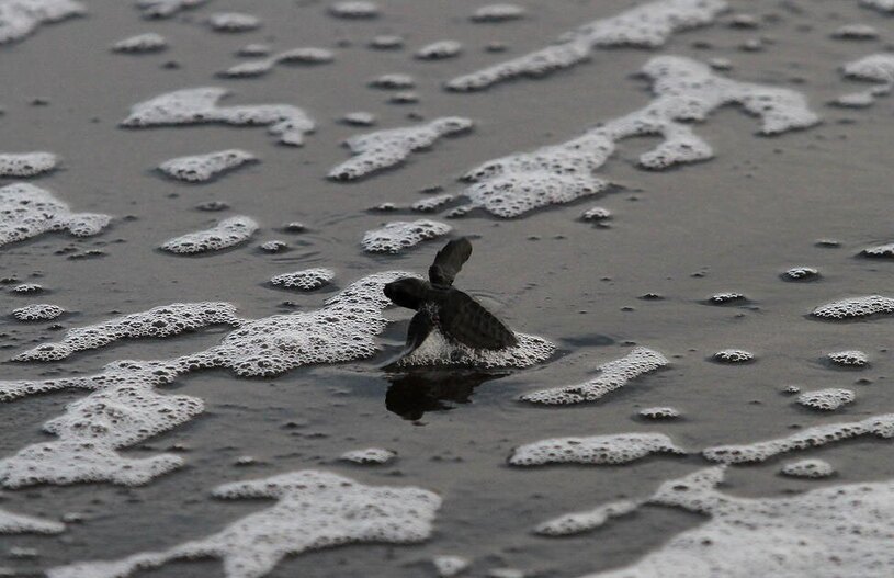 دیدنی های امروز؛ از اوضاع امنیتی فرانسه تا هندوانه ژاپنی یک بچه لاک پشت