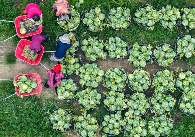 دیدنی های امروز؛ از حمله اسراییل به جنین تا ادامه اعتراضات فرانسه برداشت هندوانه در استان جیانگسو