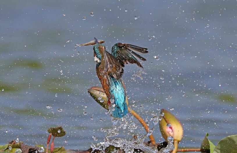 دیدنی های امروز؛ از خودروهای چینی صادراتی تا اوضاع جنین لحظه شکار کردن یک مرغ ماهیخوار