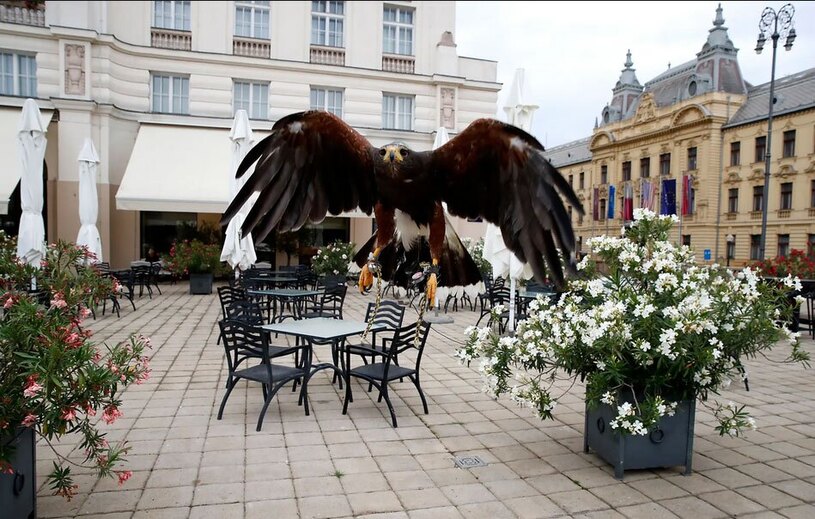 دیدنی های امروز؛ از گرمای بی سابقه تابستانی تا شعار نویسی معترضان فرانسوی گشت زنی یک شاهین در رستوران