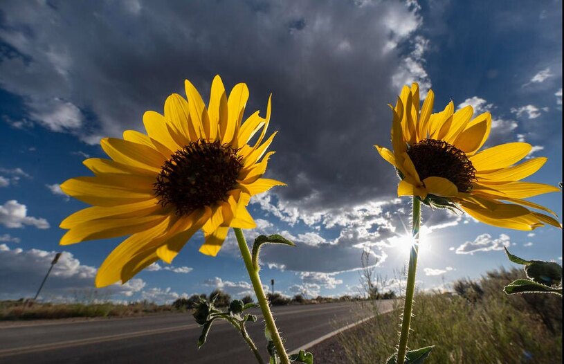 دیدنی های امروز؛ از گرمای بی سابقه تابستانی تا شعار نویسی معترضان فرانسوی گل های آفتابگردان وحشی