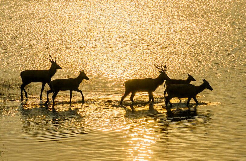 گوزن ها در کرانه دریای زرد