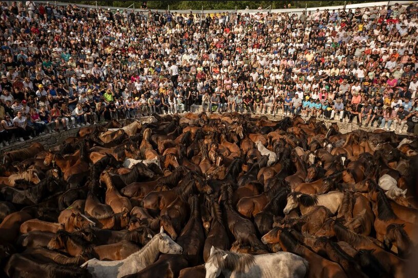 دیدنی های امروز؛ از سیل کره جنوبی تا اسب های وحشی اسپانیایی مراسم سنتی گرفتن اسب های وحشی