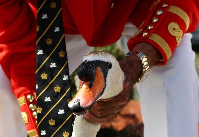 سرشماری سالانه قوها انگلیس