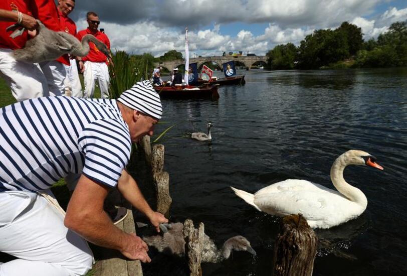 سرشماری سالانه قوها انگلیس