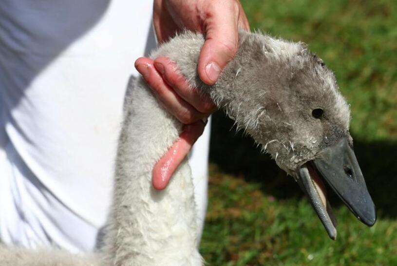 دیدنی های امروز؛ از ثبت دمای بی سابقه در آمریکا تا سیل کره جنوبی سرشماری سالانه قوها انگلیس