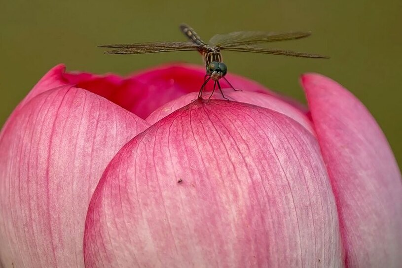 جشنواره گل نیلوفر آبی 