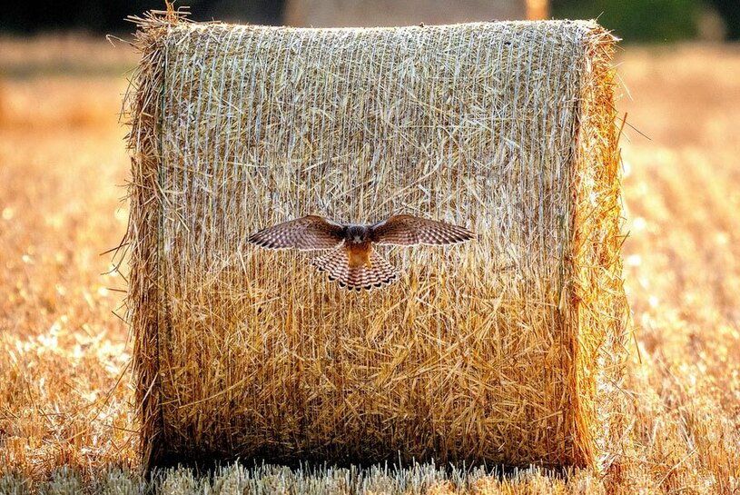 پرنده ای شکاری در مزرعه ای در حومه شهر فرانکفورت