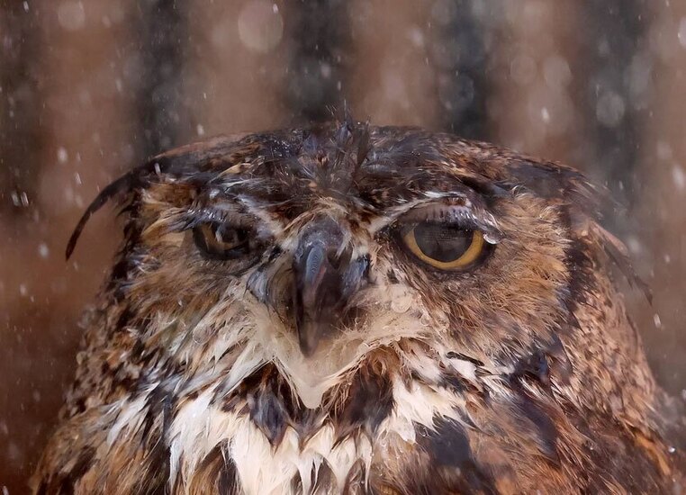 خنک کردن یک جغد در گرمای تابستان