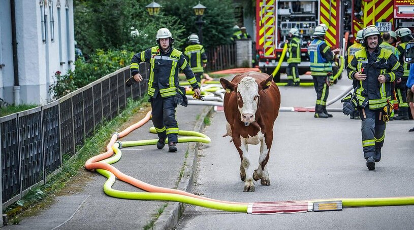 فرار یک گاو از محل یک آتش سوزی جنگلی-