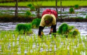 بیماری تب شالیزاراستان‌های شمالی