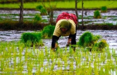 بیماری تب شالیزاراستان‌های شمالی