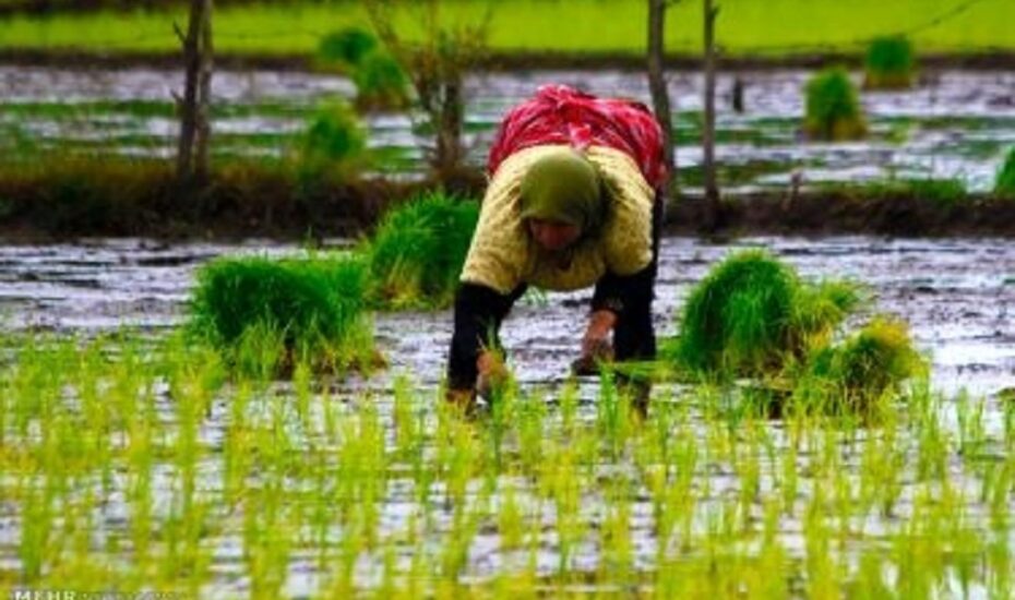 بیماری تب شالیزاراستان‌های شمالی