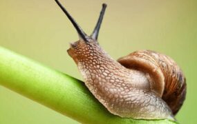 فیلمی از غذا خوردن حلزون از نمای نزدیک غذا خوردن حلزون